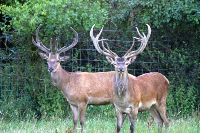 Kopie von pict2939_edited Fereinwohnung oder Hotelzimmer im alten Land