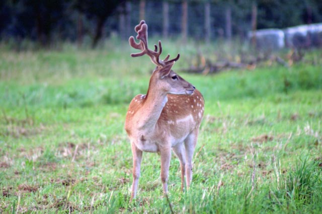 Kopie von pict2965_edited Fereinwohnung oder Hotelzimmer im alten Land