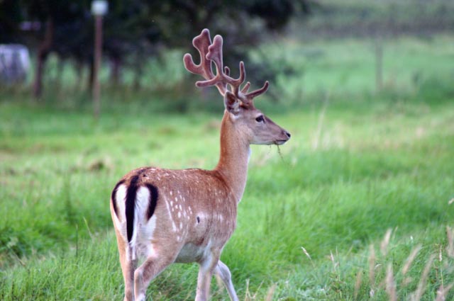 Kopie von pict2967_edited Fereinwohnung oder Hotelzimmer im alten Land