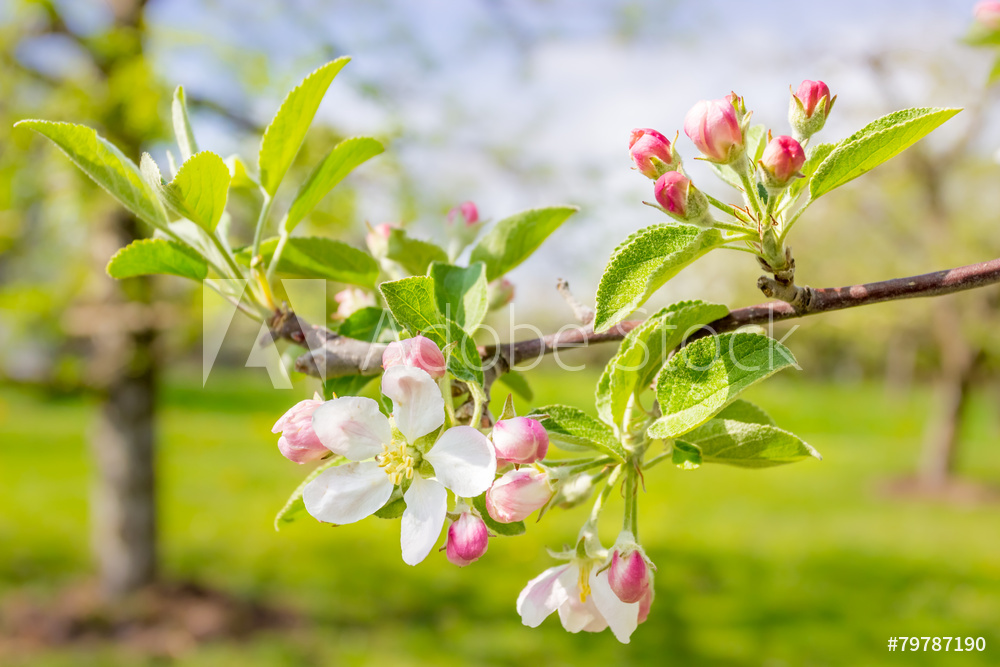 Ferienwohnung und Hotelzimmer im alten Land bei Hamburg