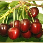 Ferienwohnung und Hotelzimmer im alten Land bei Hamburg