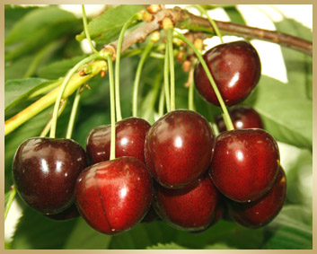 Ferienwohnung und Hotelzimmer im alten Land bei Hamburg