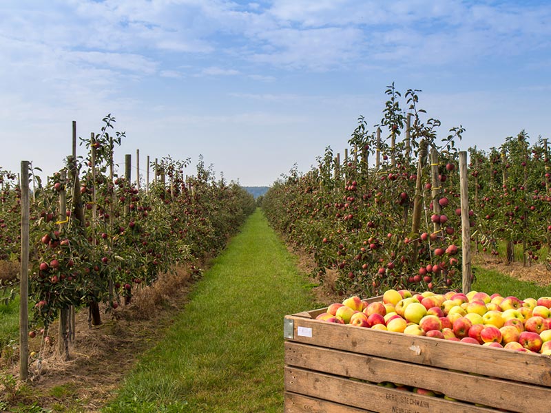 104 Ferienwohnung und Hotelzimmer im alten Land bei Hamburg